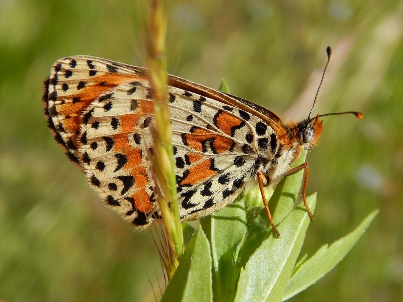 La prima Melitae didyma